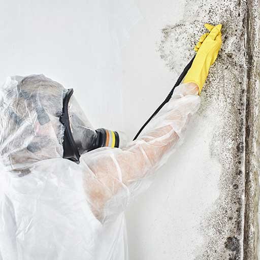 Mold Inspection Services in Los Angeles